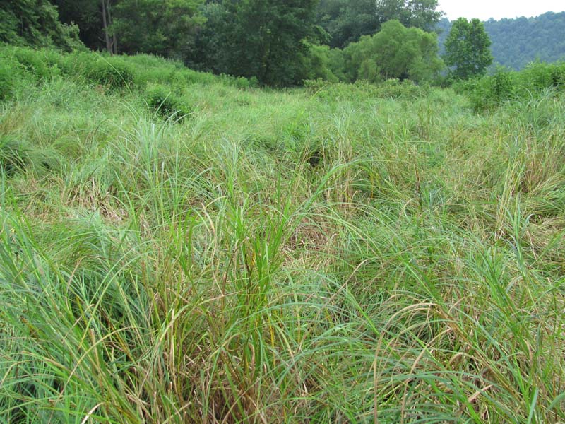 Hairy-fruited Sedge Floodplain Wetland